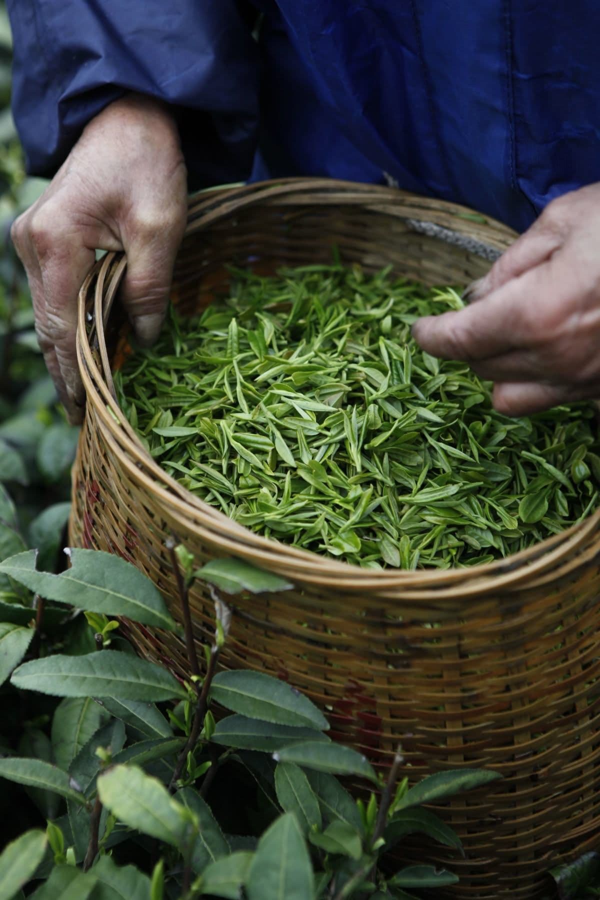 Made by hand bao loc tea