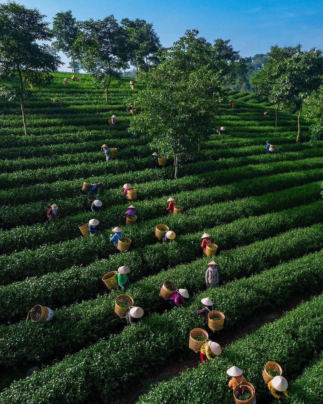 Tea at bao loc viet nam 